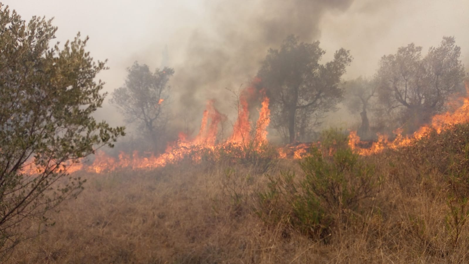 Immagine Incendi in Maremma  e all’Isola d’Elba, elicotteri regionali in azione